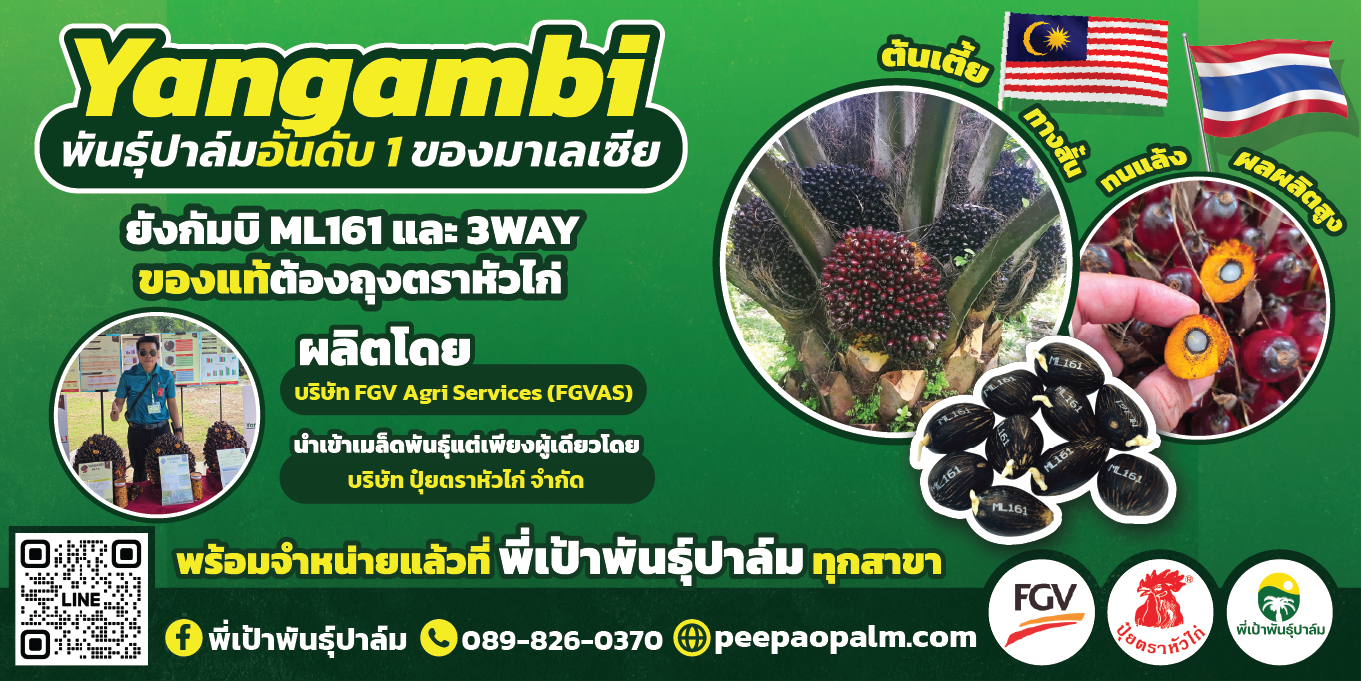 เจาะลึก 3 สายพันธุ์คุณภาพจากมาเลเซีย